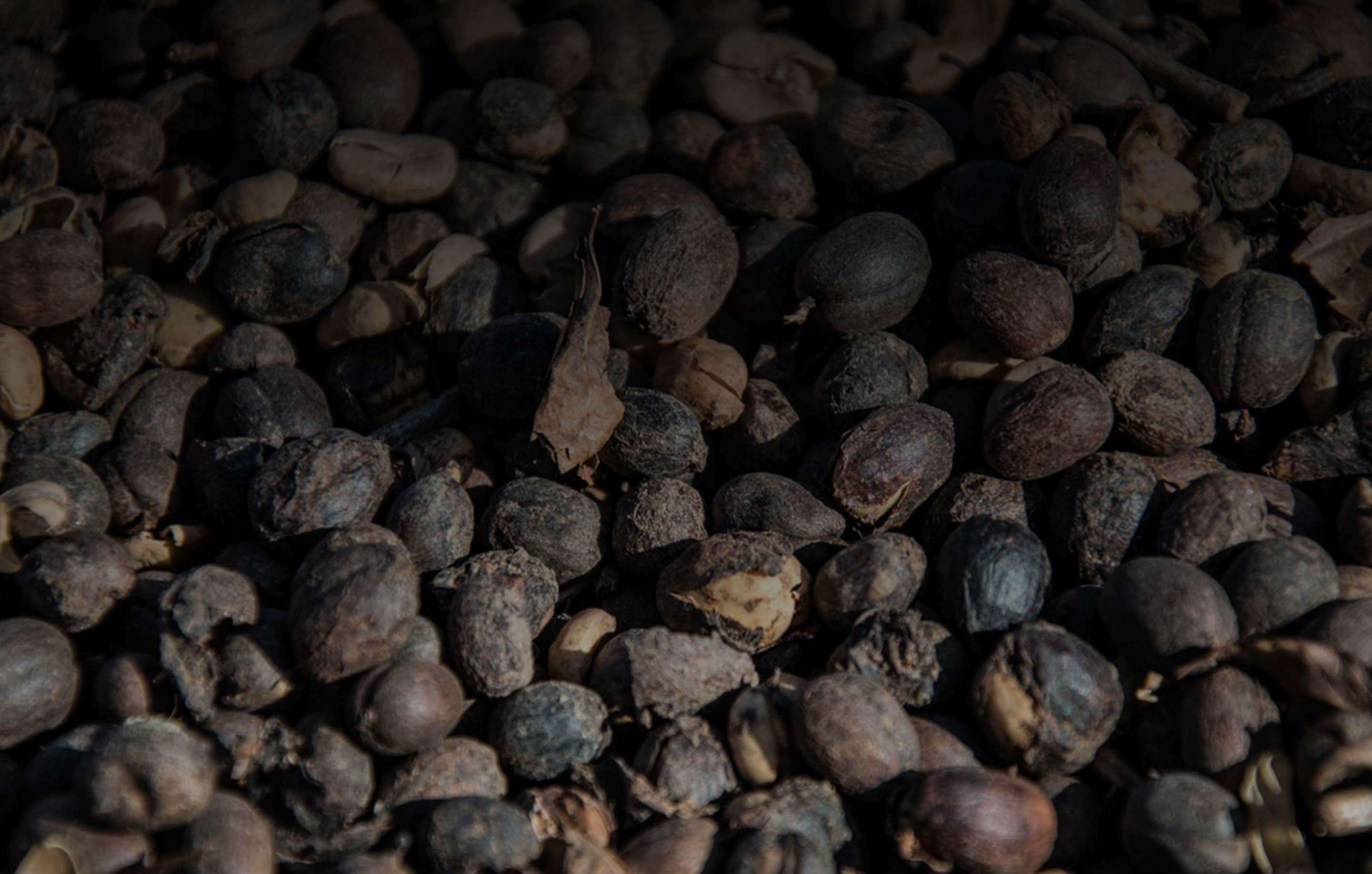 arabica robusta coffee beans