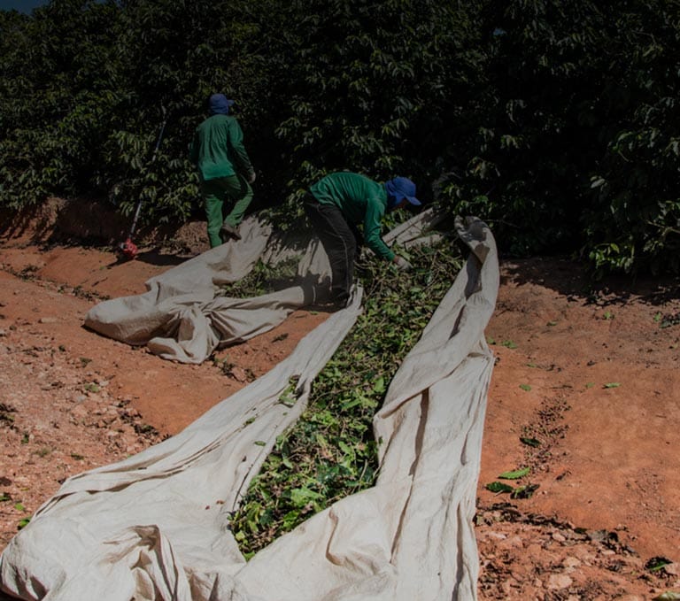 coffee production