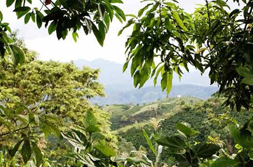 coffee plantations