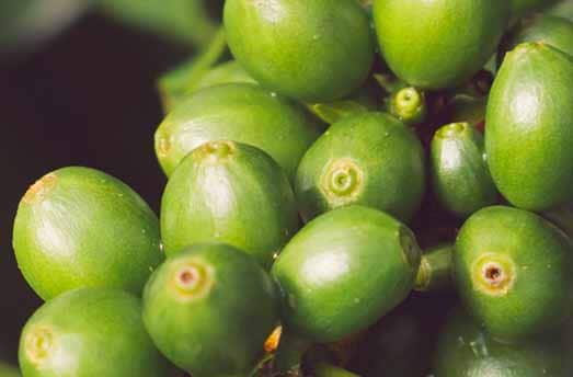 coffee bean plant
