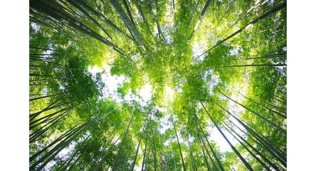 Decarbonize lavazza website