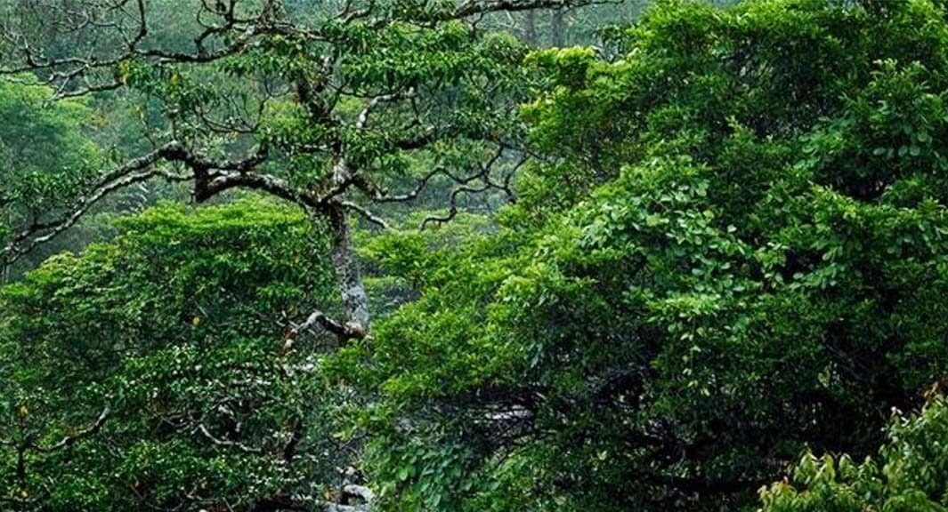 Vietnamese forest