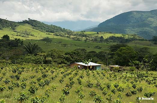 coffee plantation view