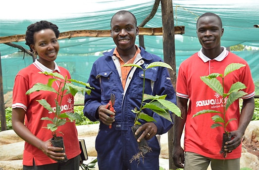 Uganda cultivation plants