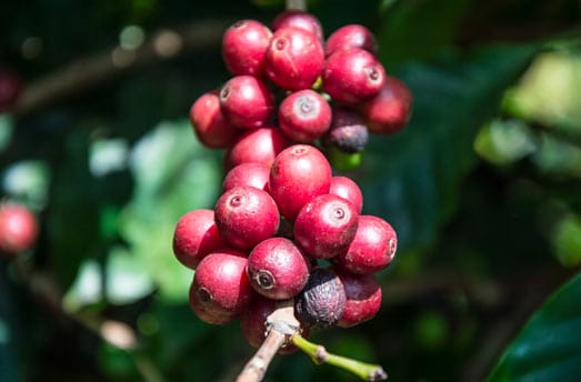 Coffee beans on the tree
