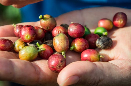 Collection of coffee beans